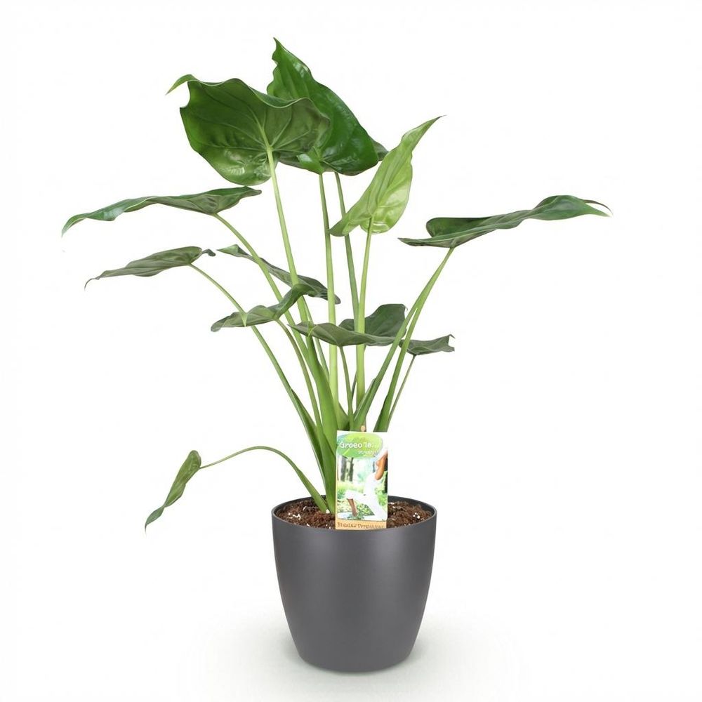Alocasia cucullata - main de bouddha