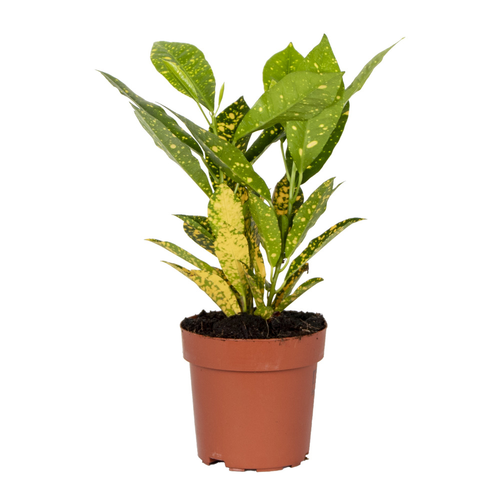 Codiaeum sunny star - croton - plante d’intérieur - dépolluante - 20-30 cm de haut - pot 12 cm
