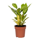 Codiaeum variegatum 'sunny star' - croton par pièce - plante d'intérieur dans le pot de culture ⌀12 - ↕15-25 cm