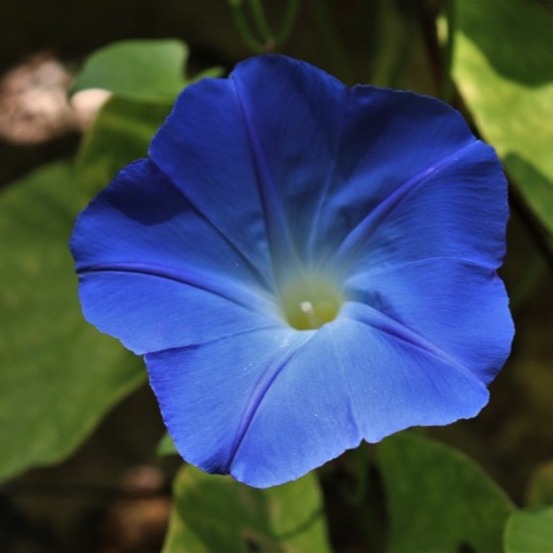 3 liserons 'de mauritanie' (convolvulus mauritanicus)