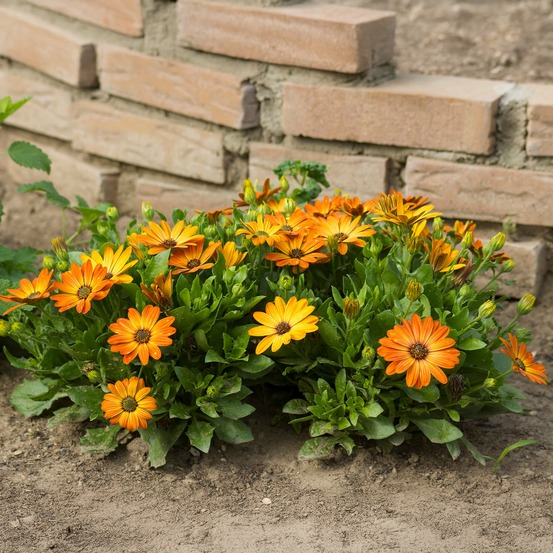 Marguerite du cap orange - oestospermum - le pot / ø 10,5cm