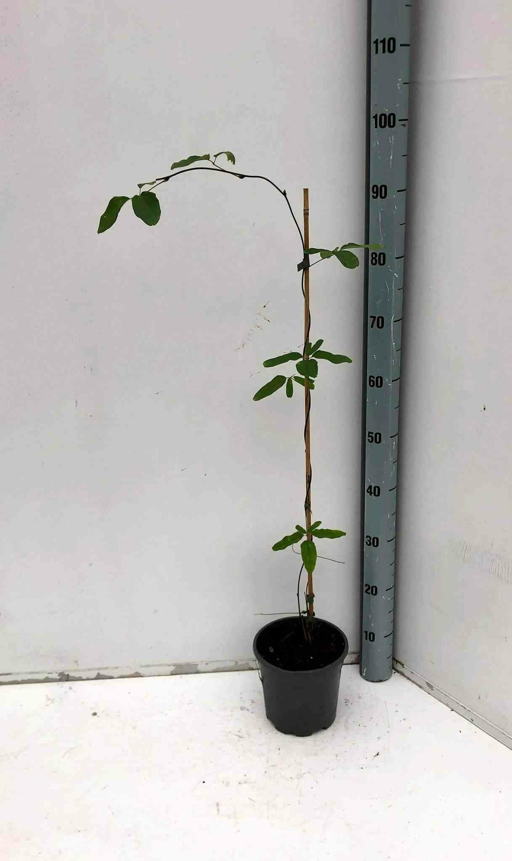 Akebia quinata (vigne chocolat) couleur floraison:violet - pot de 2 litres - 80/100 cm