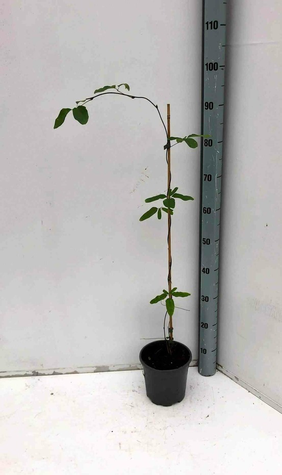 Akebia quinata (vigne chocolat) couleur floraison:violet - pot de 2 litres - 80/100 cm