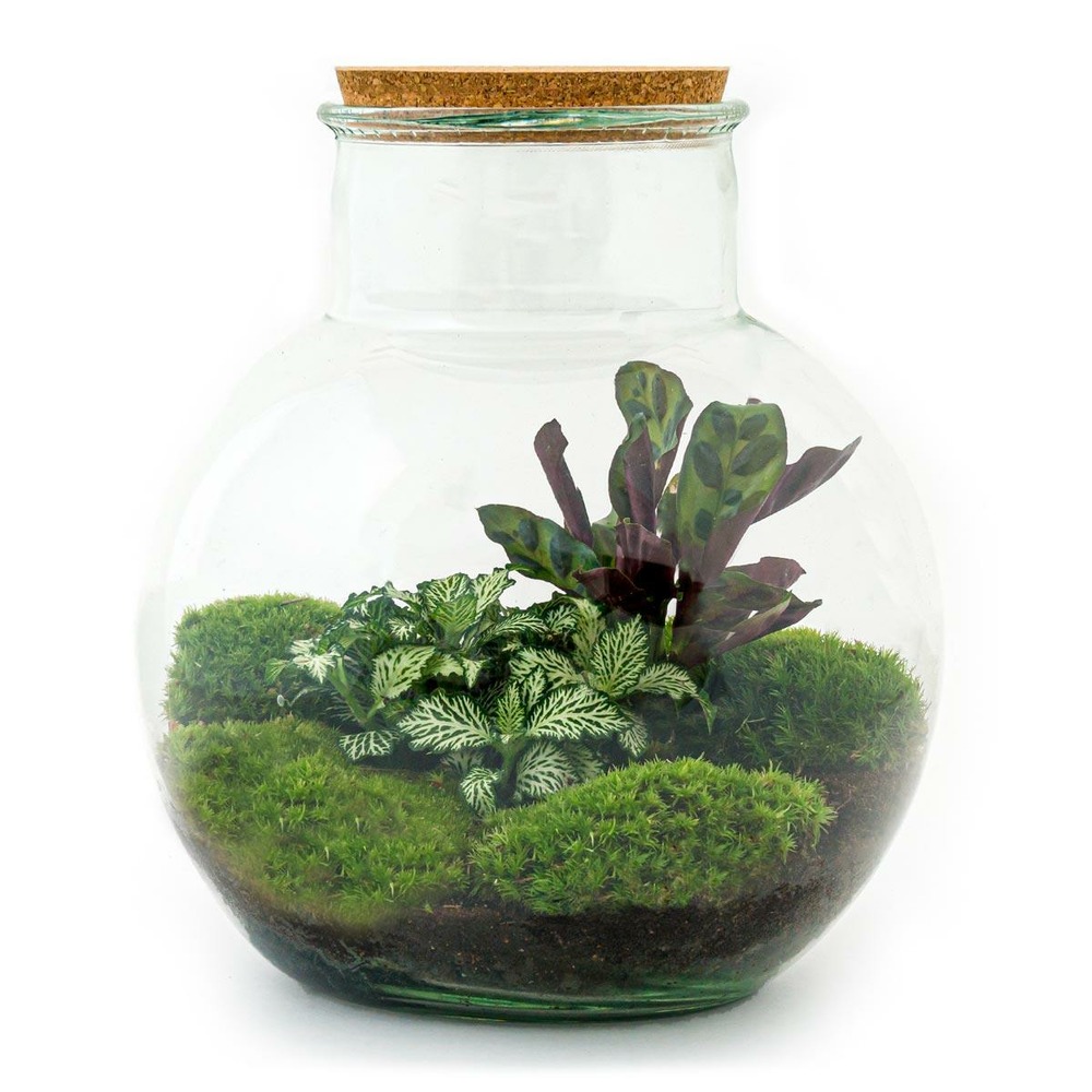Diy terrarium - h27 cm - ø27 cm
