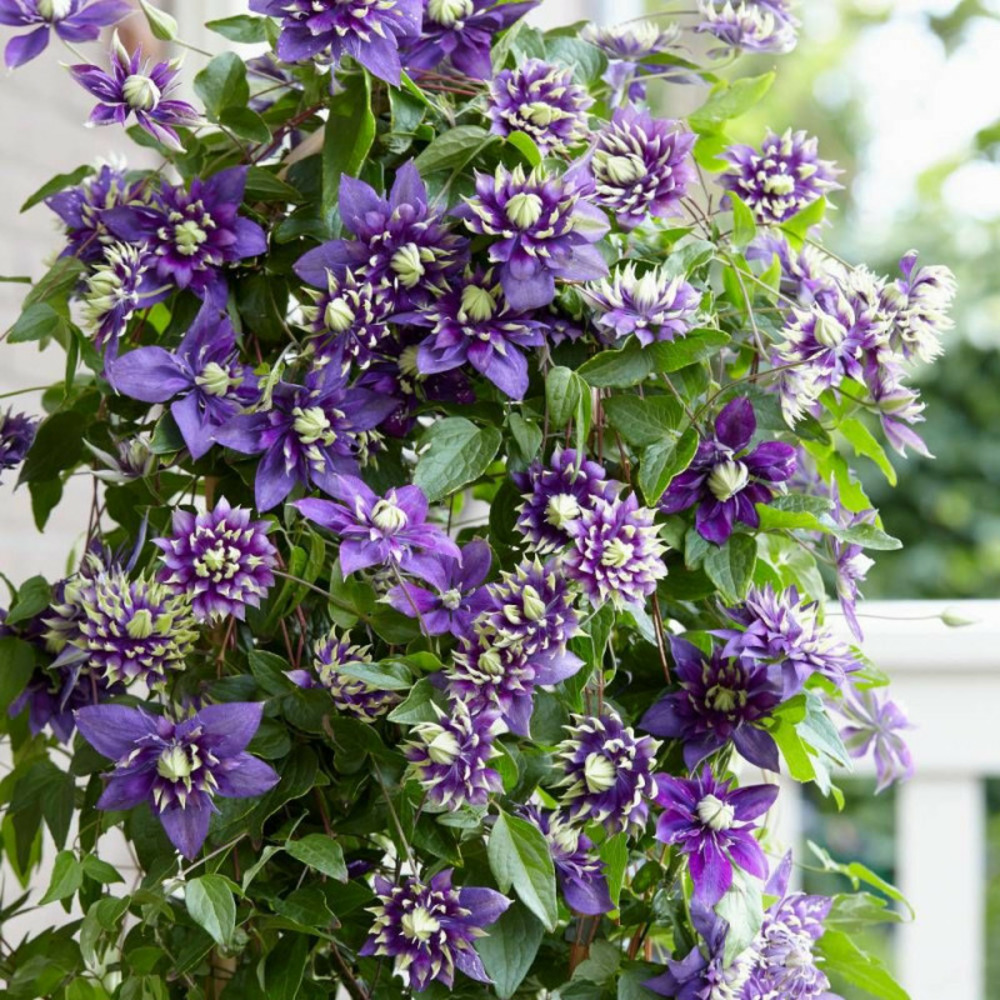 Clématite taïga pot de 1,5l - tuteur bambou 30/60 cm