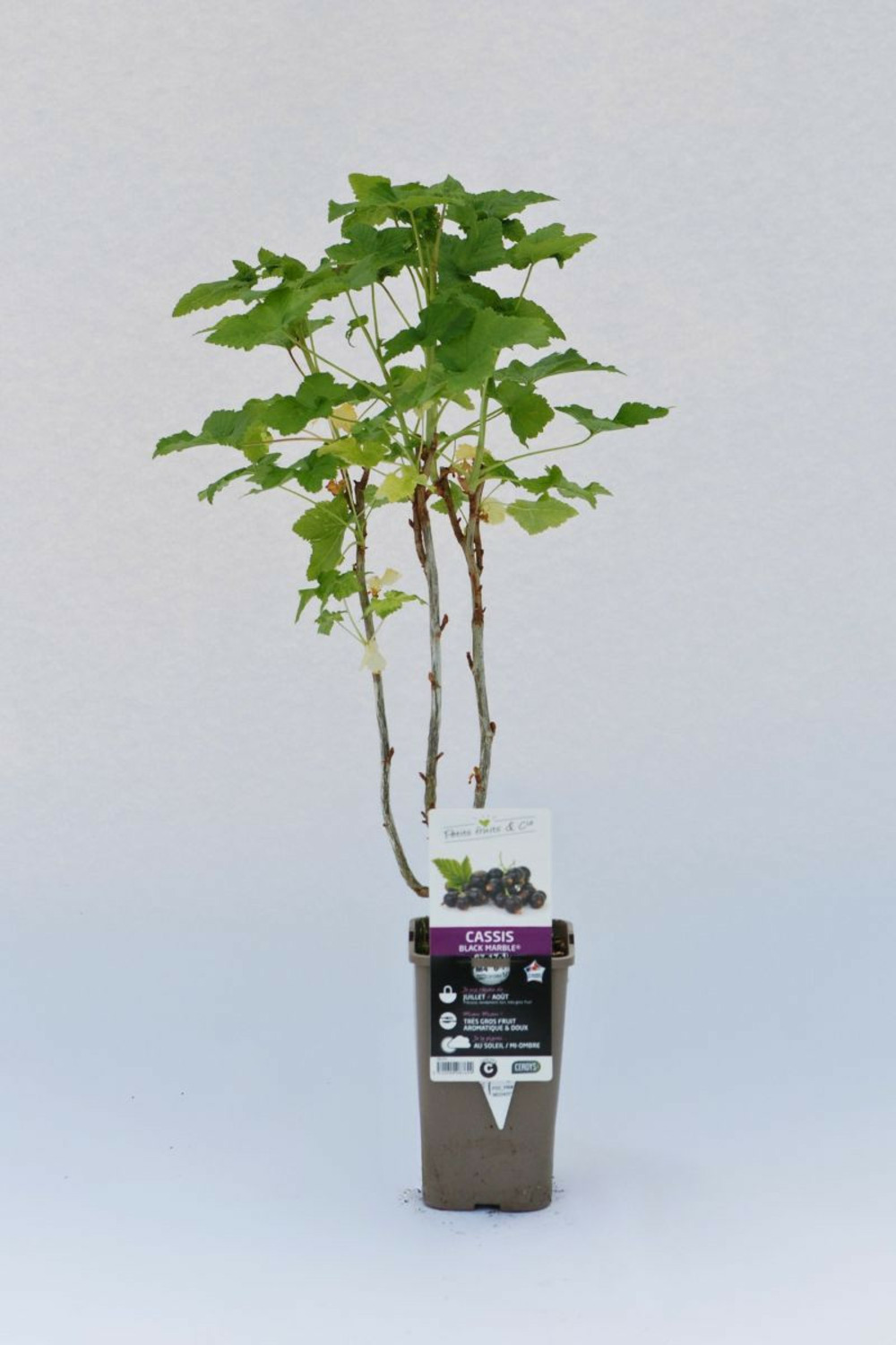 Cassis 'black marble' - en pot de 1,5 litres