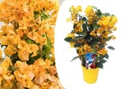 Bougainvillea 'dania' - sur support - fleurs jaune - pot 17cm - hauteur 50-60cm