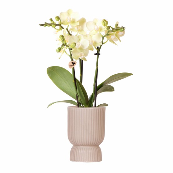 Orchidée phalaenopsis jaune et son pot sable - hauteur 35cm