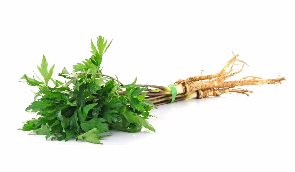 Sachet de graines de arche des montagnes, liveche - sachet de 1 gramme - petite entreprise française