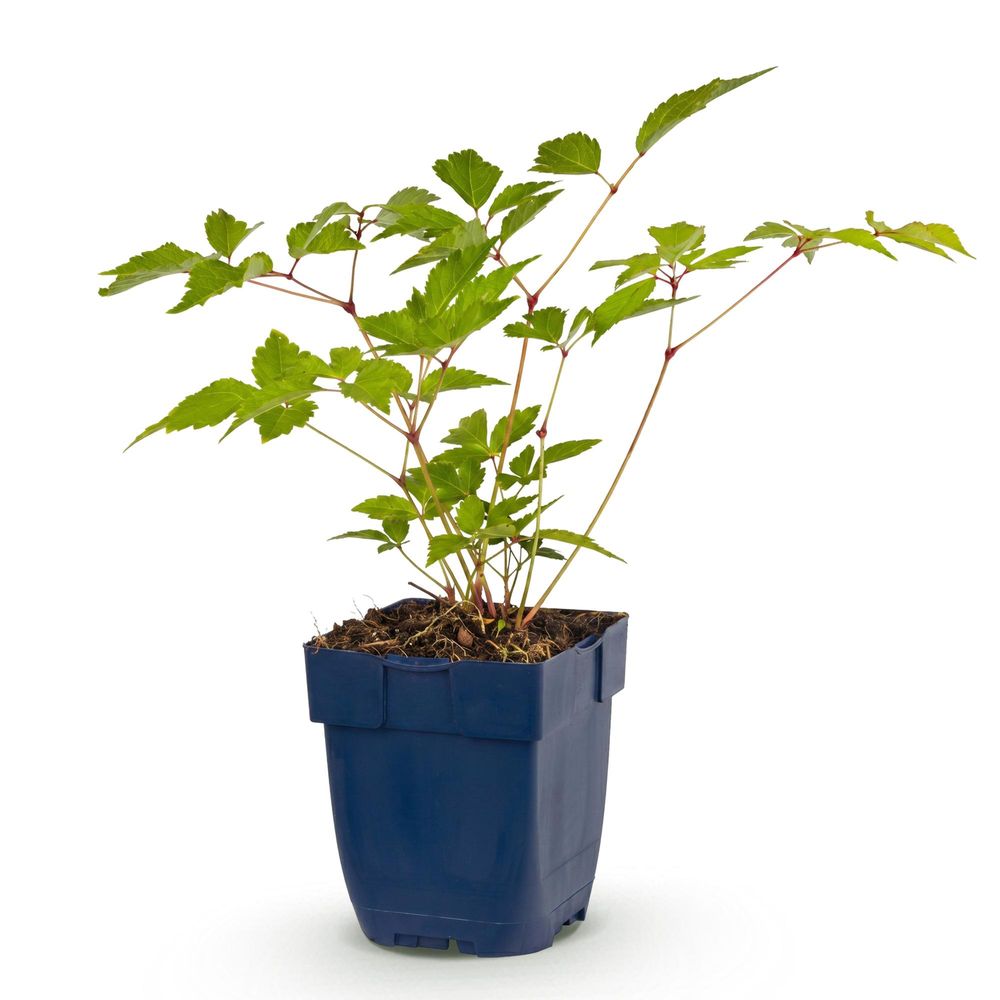 Astilbe 'europa' - pot 11 cm - hauteur 25 cm