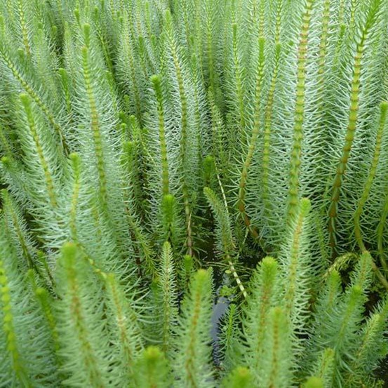 Pesse d'eau godet de 8/9 cm