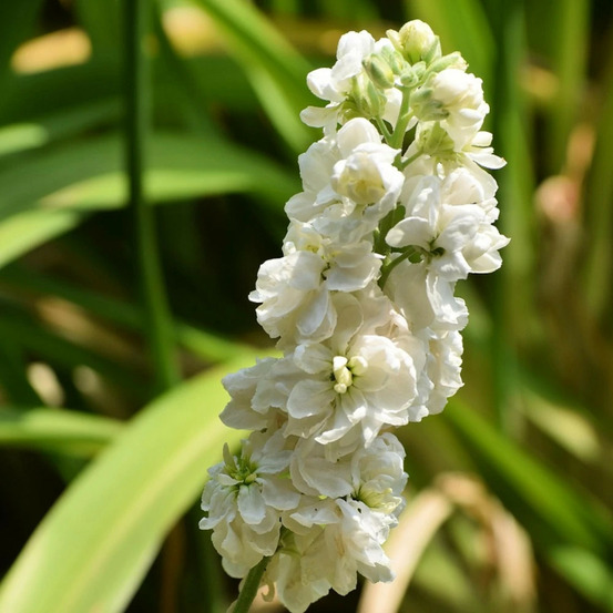 Pied-d'alouette magic fountain pure white, delphinium lot de 3 godets