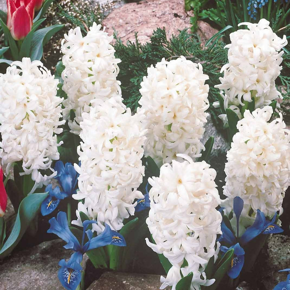 3 Bulbes De Jacinthe 'White Pearl' à Planter - Fleurs Blanches Parfumées Pour Le Printemps - Plantation En Automne