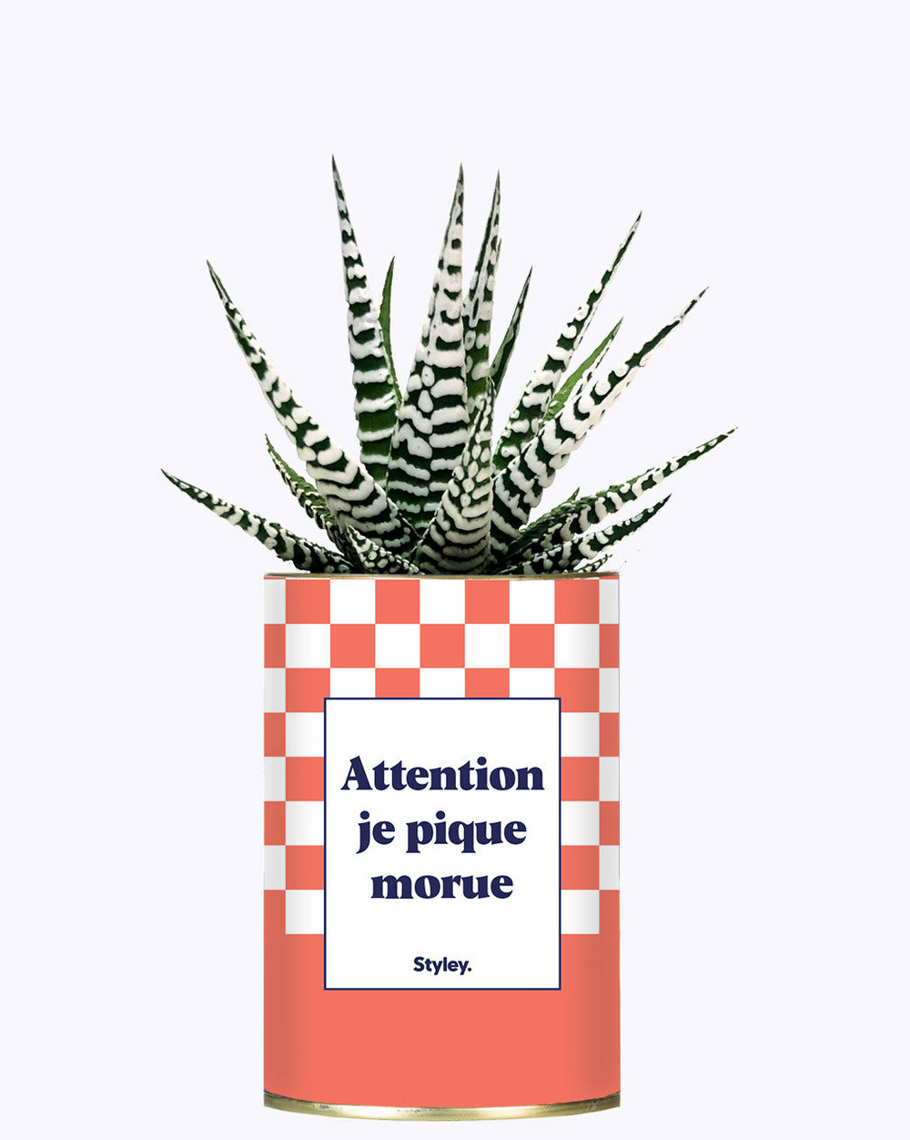 Plante personnalisée - attention je pique morue - cactus