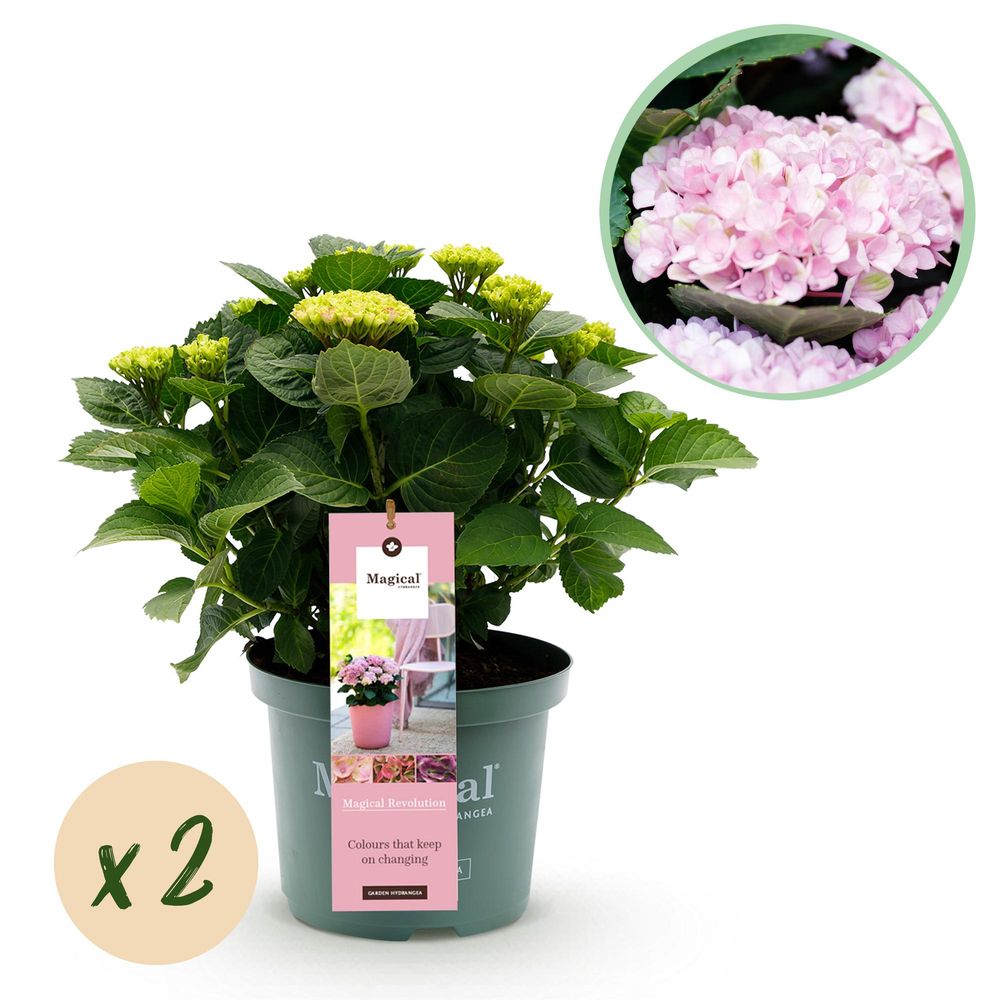 Hortensia magical revolution - lot de 2 - pot 23 cm - hauteur 55 cm