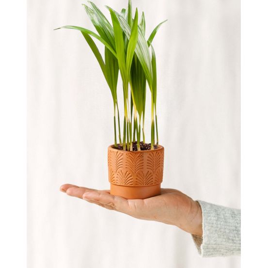 Mini chrysalidocarpus lutescens 20cm - plante d'intérieur