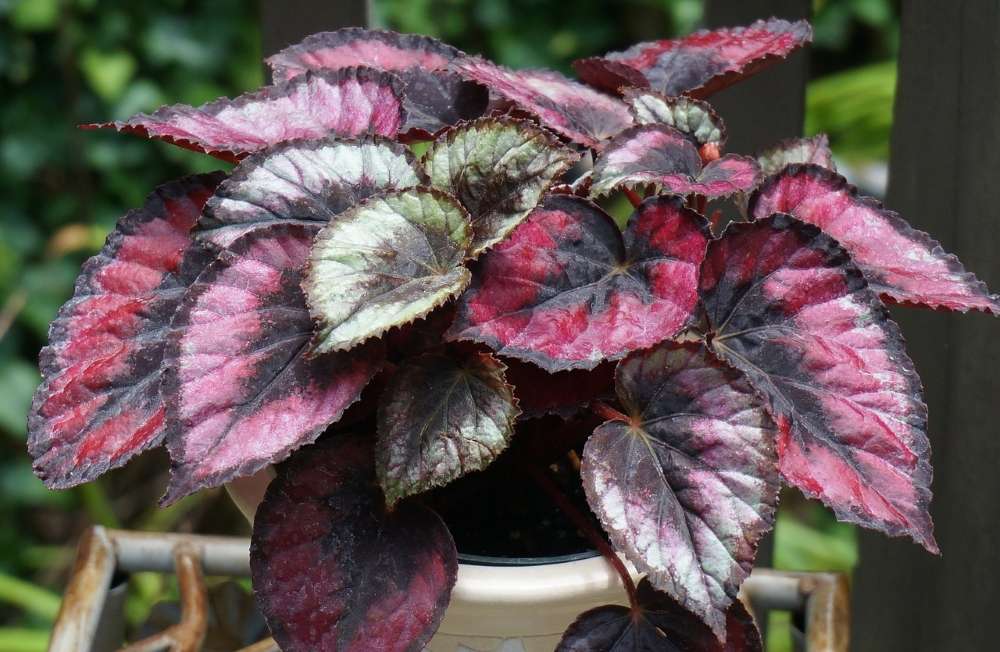Begonia Plante () Begonia Plante