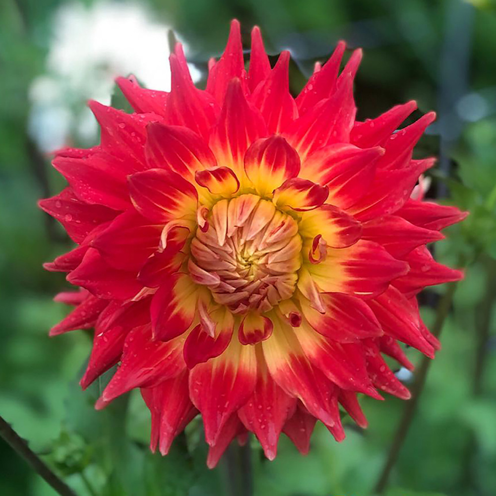 Dahlia cactus 'fired up' bulbe calibre i