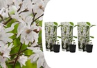 Magnolia stellata - set de 3 - fleurs blanches - pot 9cm - hauteur 25-40cm