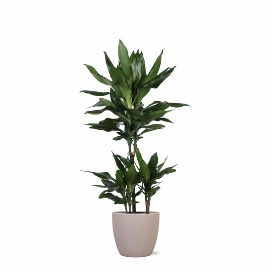 Dracaena janet lind et son pot gris - hauteur 90cm