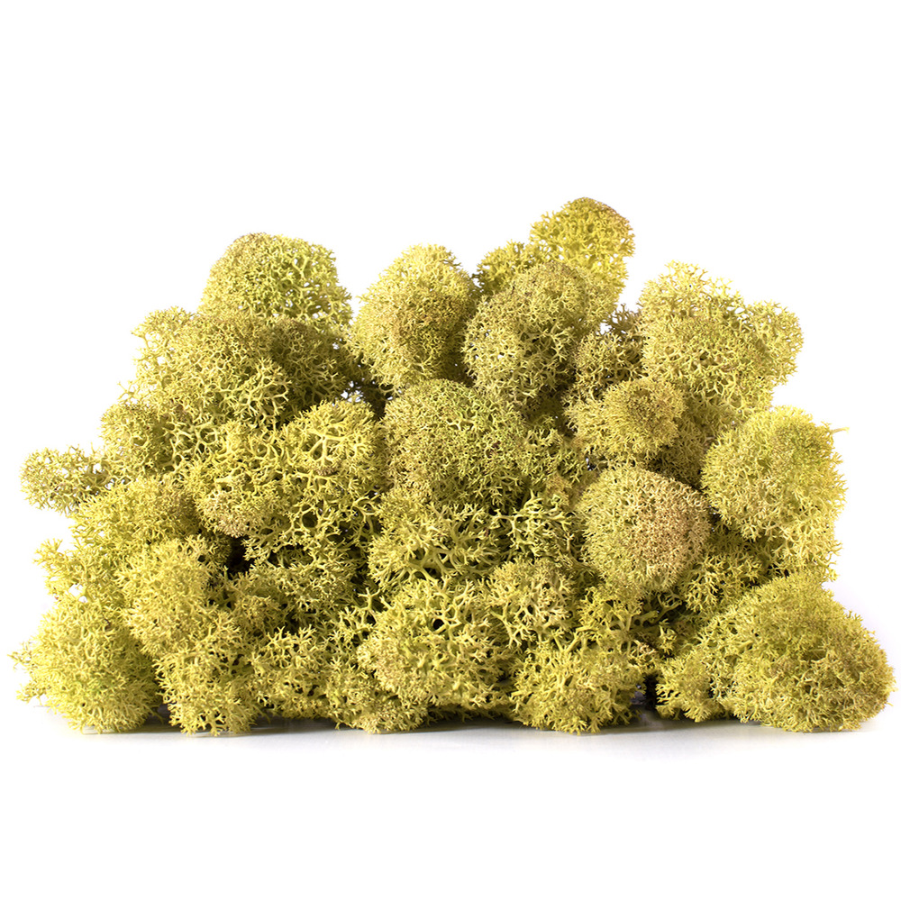 Lic/4064 lichen stabilisée vieux printemps box 4 kg
