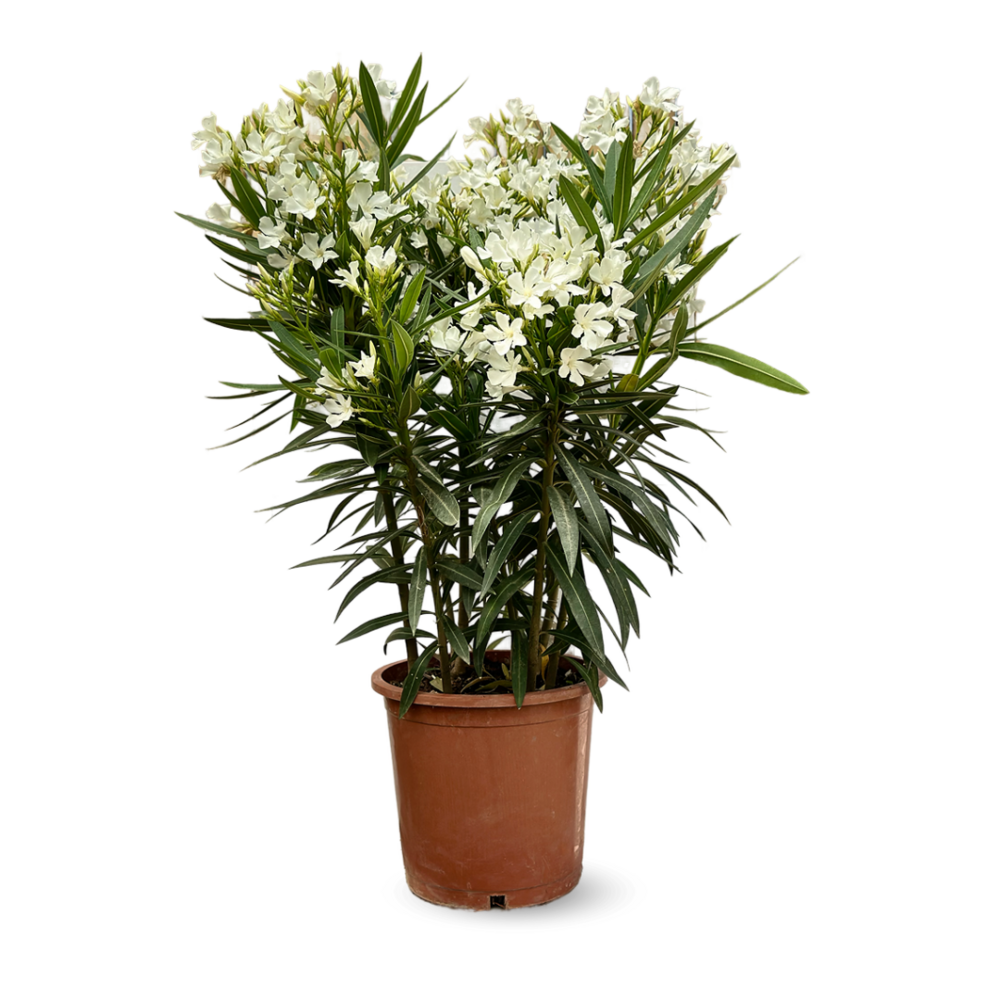 Laurier rose - nerium oleander - ↕ 110-120 cm - ⌀ 24 cm - plante d'extérieur - fleur blanche