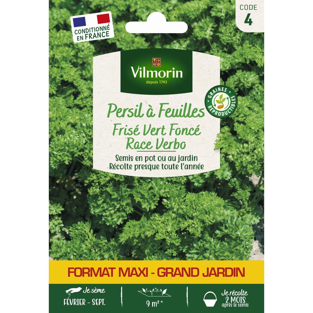 Persil frisé vert foncé race verbo - grand modèle