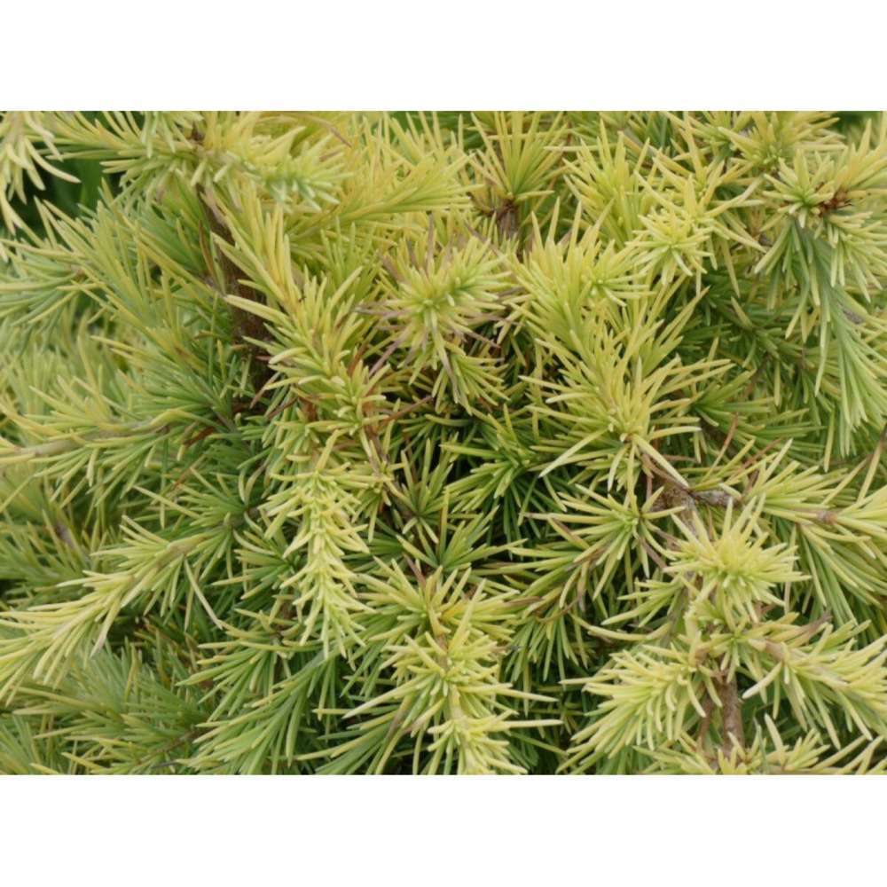 Cèdre de l'himalaya nain lime glow, cedrus deodara pot de 5l - 40/60 cm