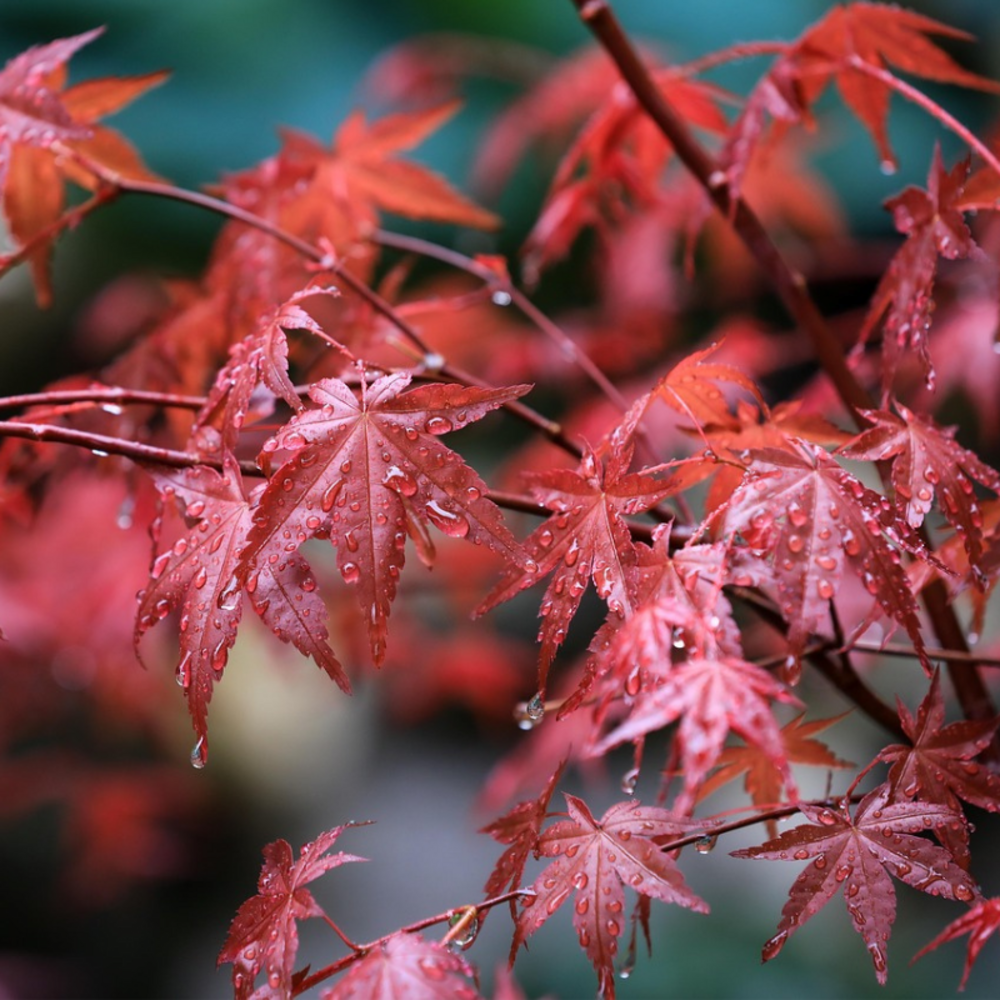 Érable palmé shaina - acer palmatum shaina 40cm