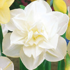 10 narcisses à fleurs doubles obdam - 14 - willemse, le sachet de 10 bulbes / circonférence 12-14cm