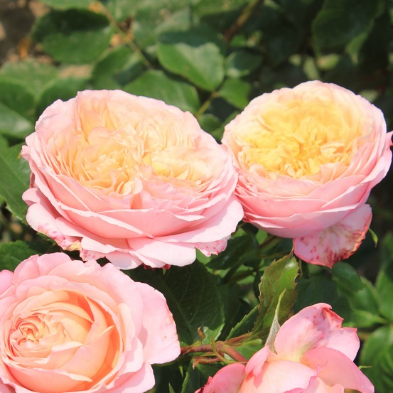 Rosier 'domaine de chantilly' pot de 3l/4l