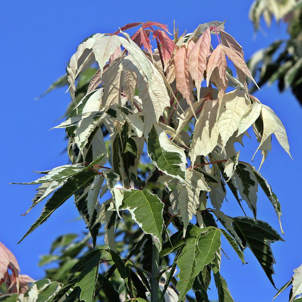 Érable à feuille de frène 'flamingo' pot de 7,5l/10l