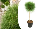 Pinus 'brise d'été' - pin nain - pot 24cm - hauteur 70-80cm