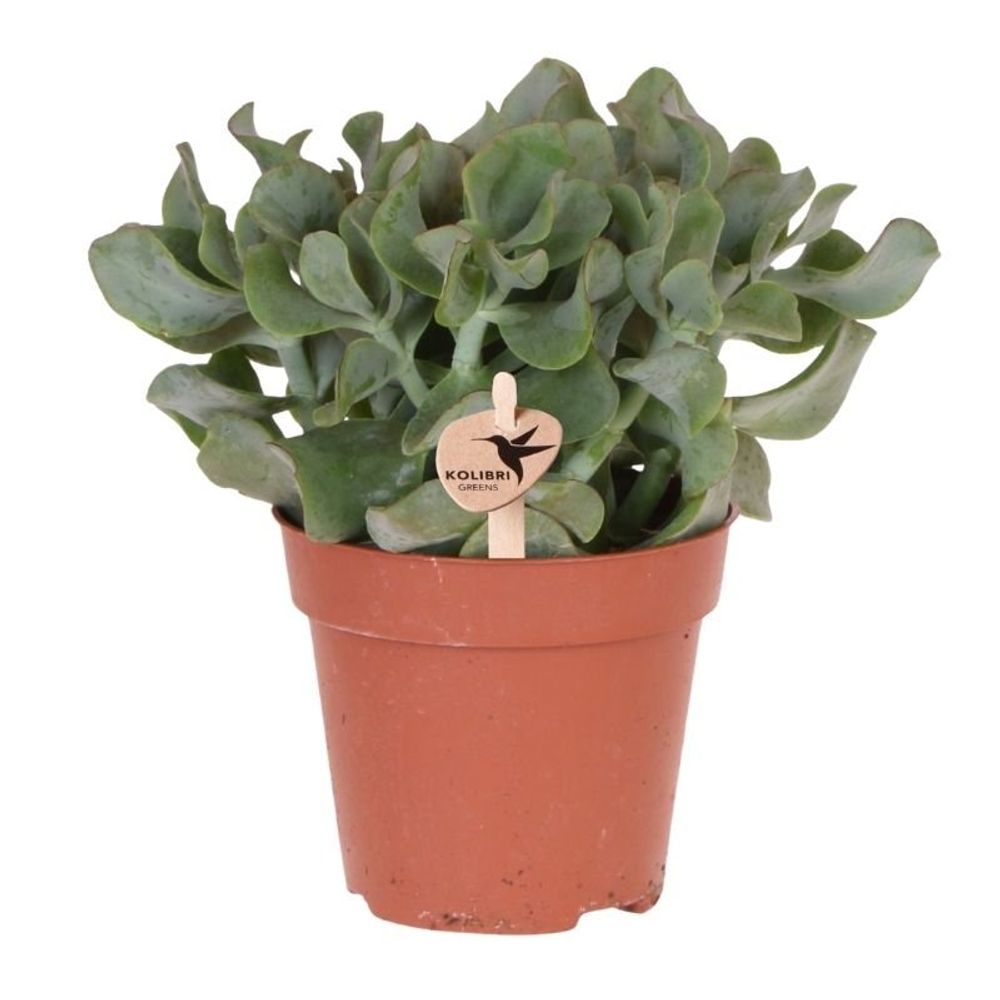Succulente crassula arborescens - ø12cm - ↕26cm - plantes d'intérieur
