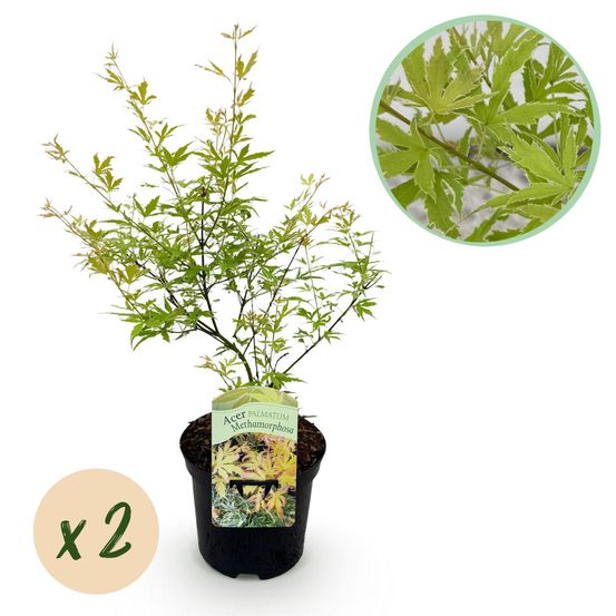 Lot de 2 - érable japonais - acer palmatum methamorphosa - arbre et arbuste - h70 cm