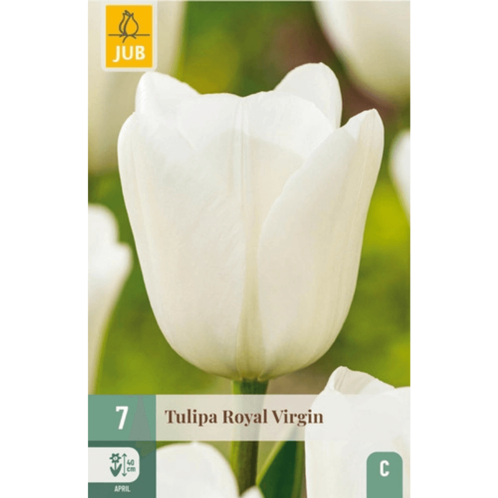 Bulbe tulipe a planter royal virgin par 7 blanc