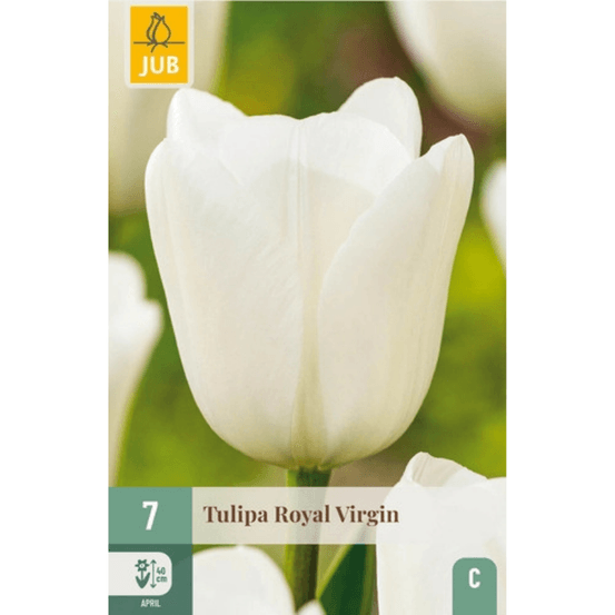 Bulbe tulipe a planter royal virgin par 7 blanc