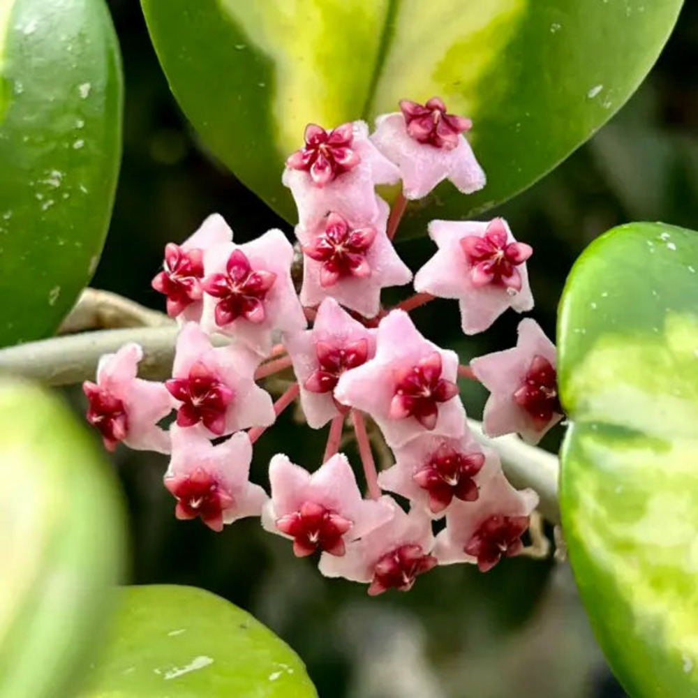 Hoya obovata inner variegata - pot de 8cm