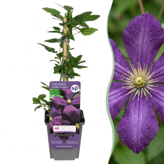 Clématite étoile violette - 6 plants - h 35 cm, pot ø9 cm