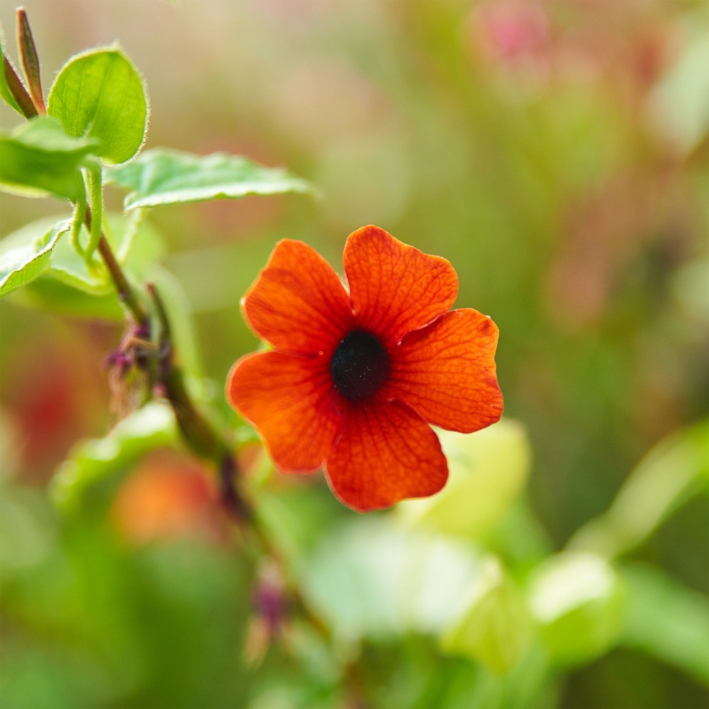 Suzanne aux yeux noirs sunny susy® brownie - le pot / ø 10,5cm, vendu par lot de 4