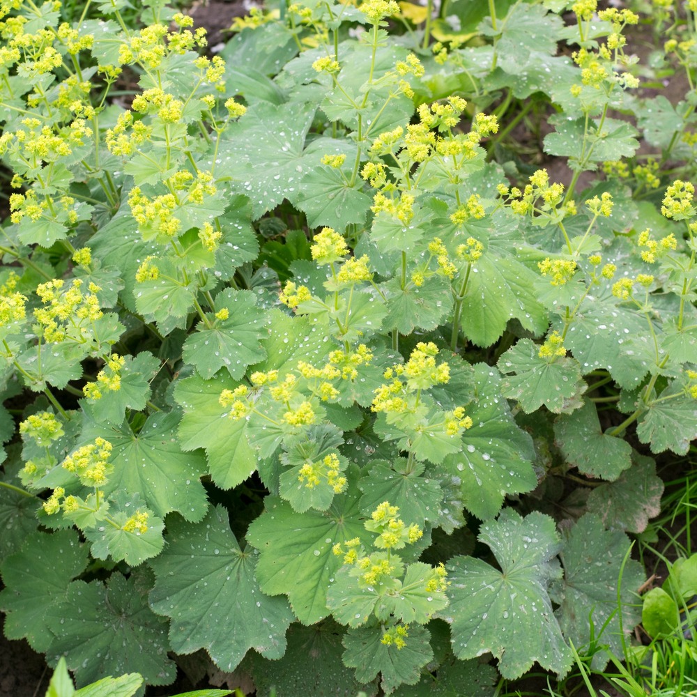 Alchemille vulgaris - le pot / ø 9cm