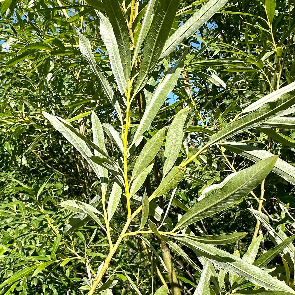 Saule des vanniers pot de 5l - touffe