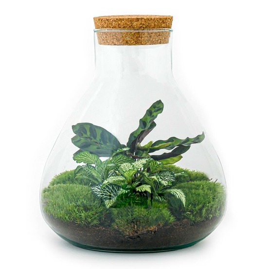 Kit terrarium diy - sama calathea + fittonia verte - sans outil