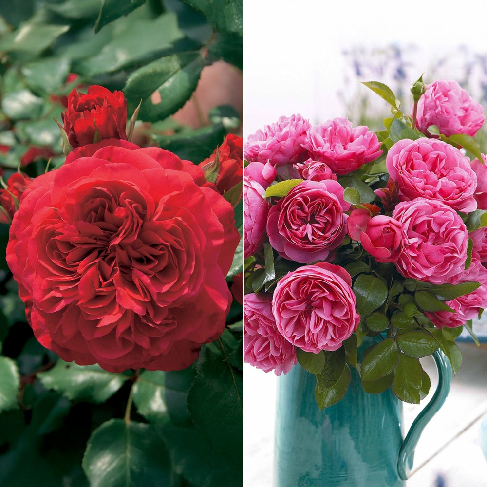 Collection de 2 rosiers floribunda : red leonardo da vinci et leonardo da vinci - les 2 mottes / 3+ branches