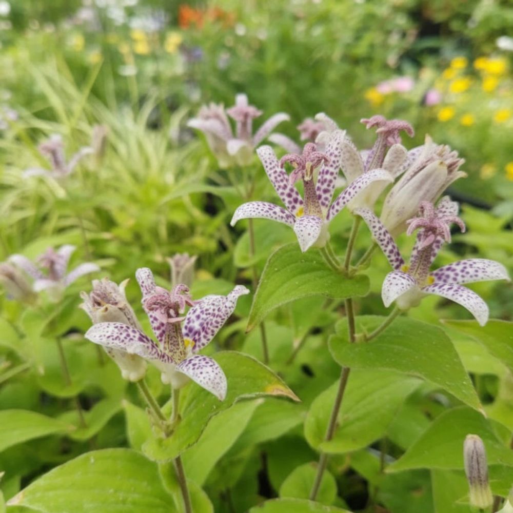 Lis orchidée hirta, tricyrtis lot de 9 godets