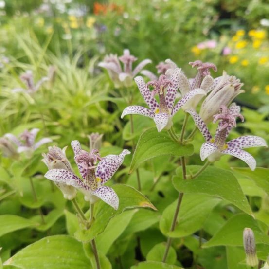 Lis orchidée hirta, tricyrtis lot de 9 godets