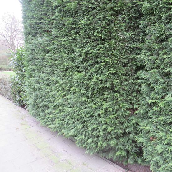 Cyprès de leyland pot de 6l/7l