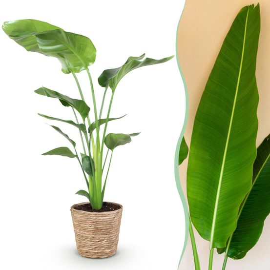 Strelitzia nicolai - plantes d'intérieur