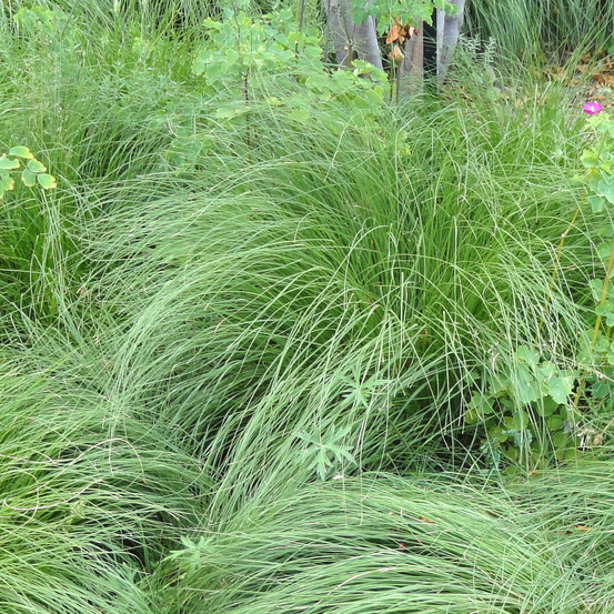 Sporobolus heterolepis pot de 2l/3l