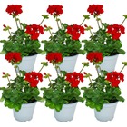 Géraniums debout - pelargonium zonale - pot 12cm - set de 6 plantes - rouge foncé